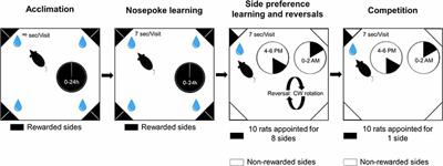 Disrupted Social Hierarchy in Prenatally Valproate-Exposed Autistic-Like Rats